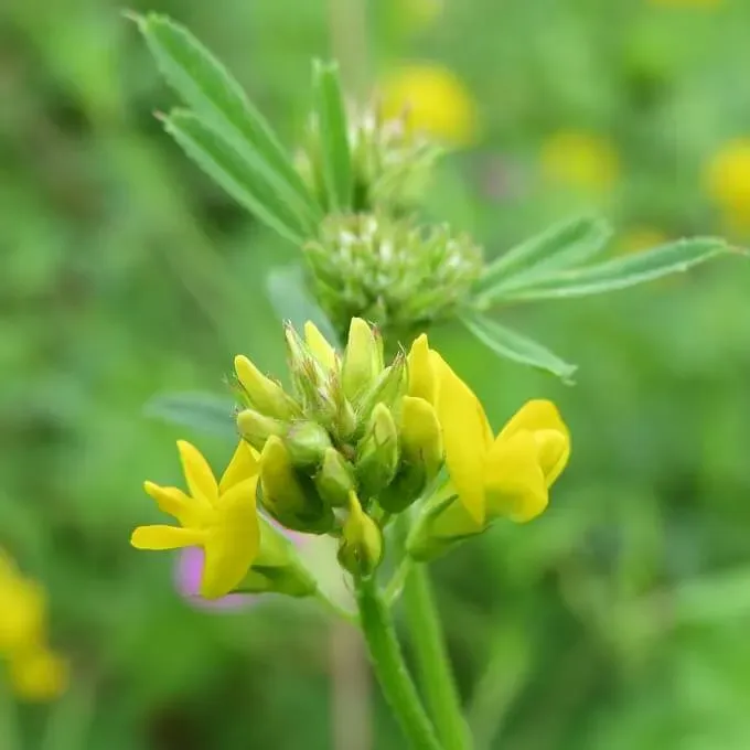 MediGran Medicago falcata Sikkelklaver zaden geel