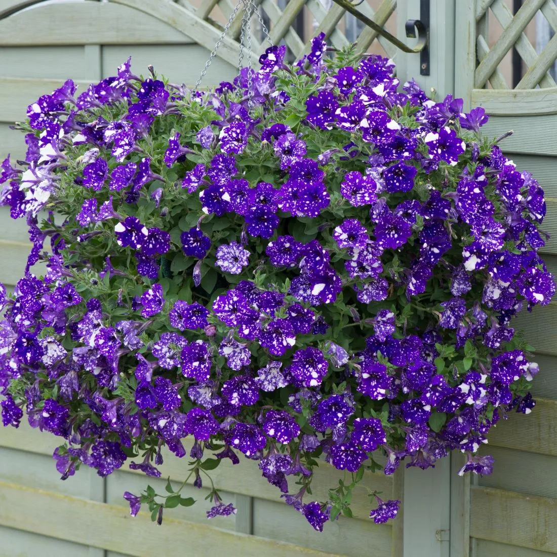 World Botanics Sparkling Sky petunia planten 15 jonge planten