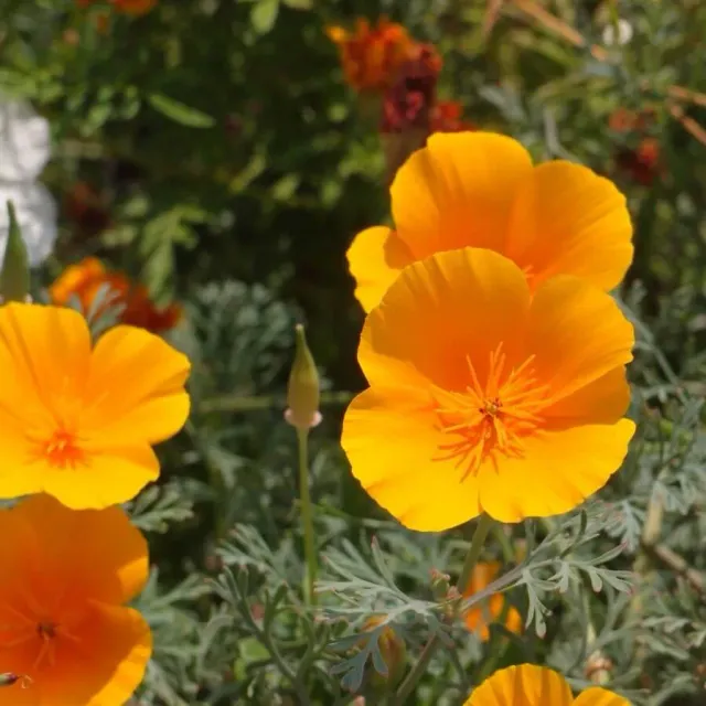 MediGran Eschscholtzia californica slaapmutsje zaden