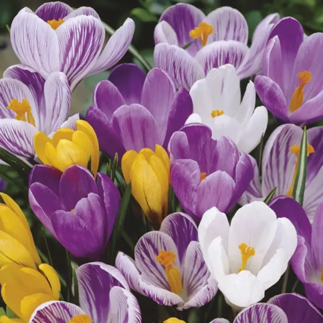 World Botanics Crocus Grootbloemig bloembollen 50 stuks mix