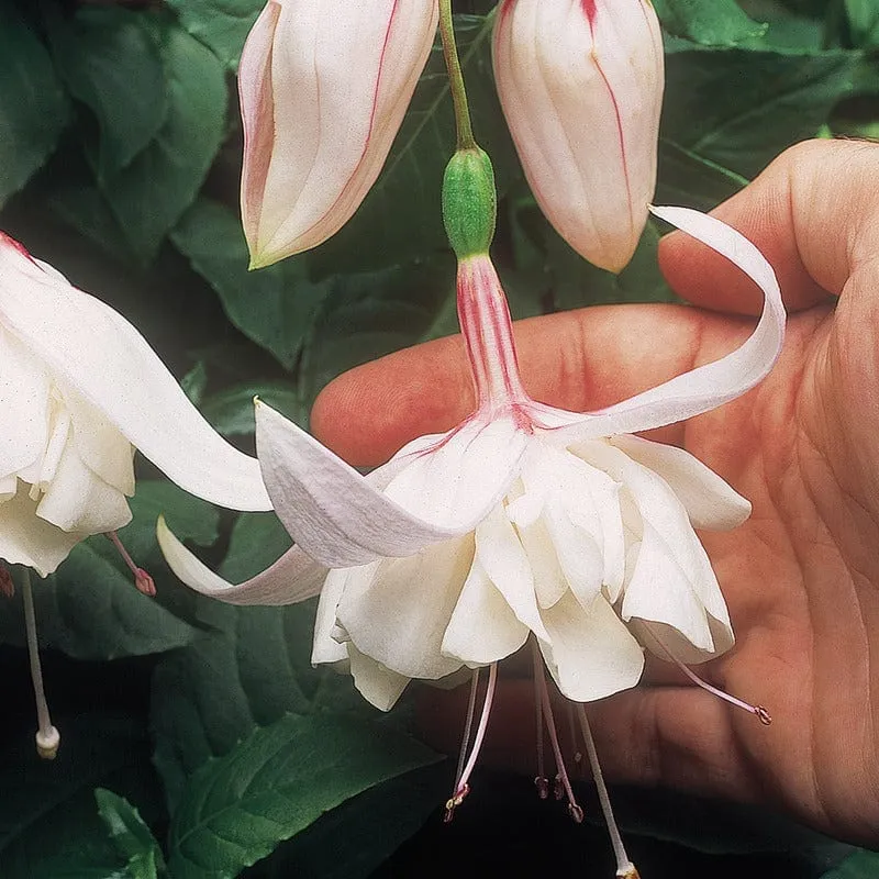 World Botanics Fuchsia Bush Collection jonge planten 5 stuks gemengd