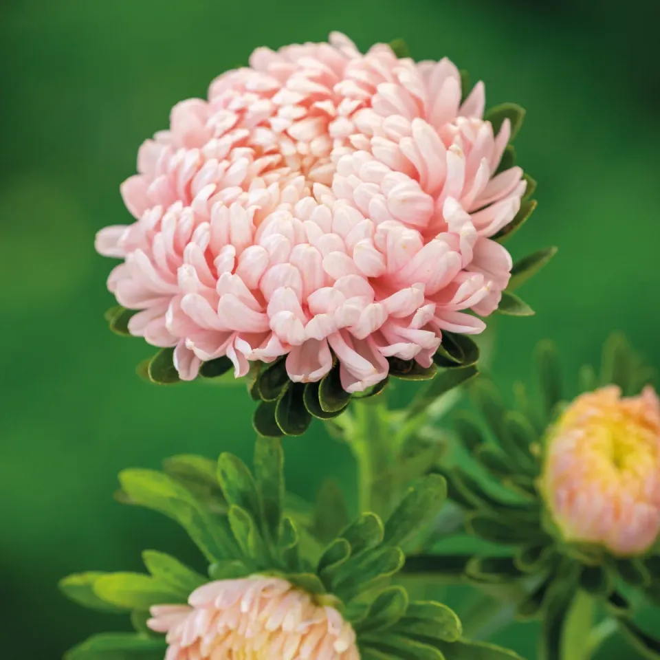 World Botanics Tower Chamois aster zaden perzikroze