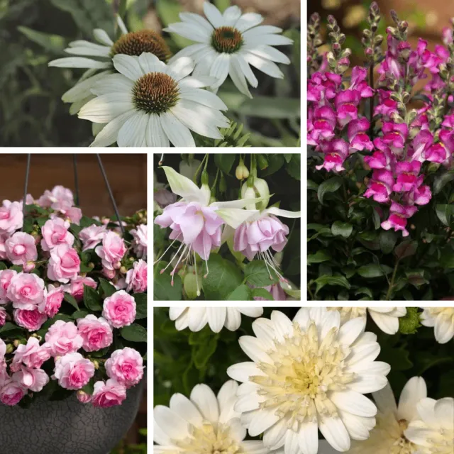 World Botanics Pot Perfection jonge planten mix 25 stuks