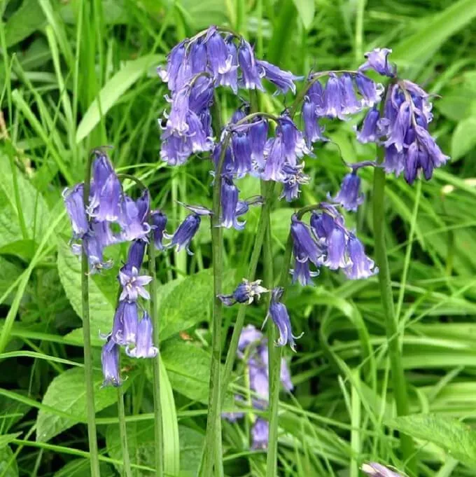 MediGran Hyacinthoides non-scripta wilde hyacint zaden