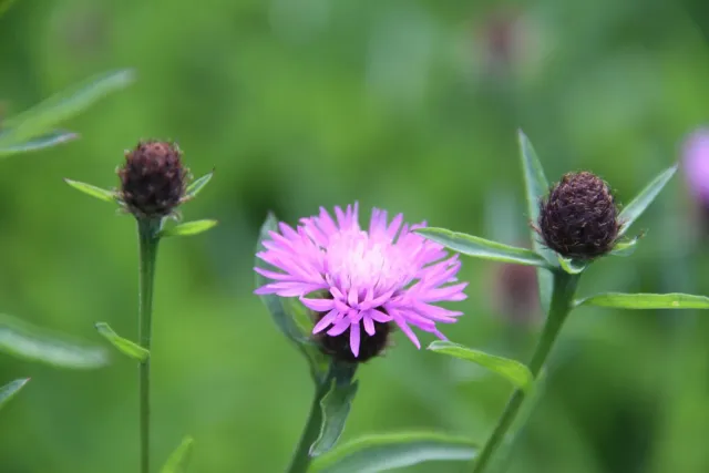 Vitale Rassen Knoopkruid bloemzaden onbespoten