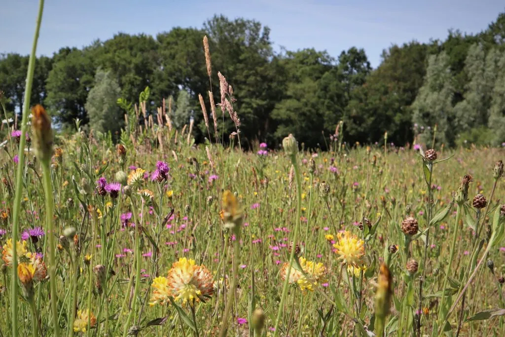 MediGran GD-63 graslandflora bloemenmengsel kalkrijk