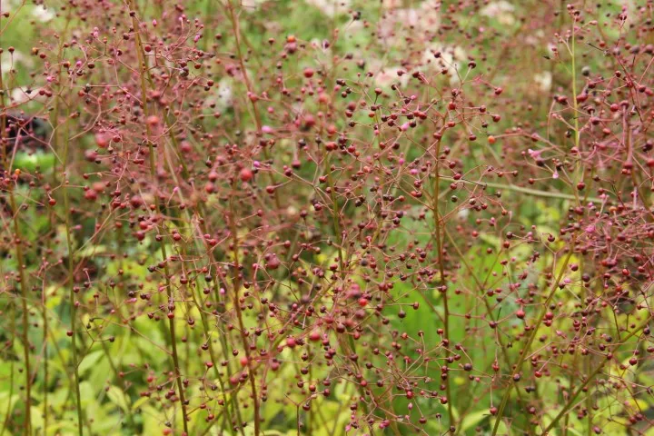 Vitale Rassen Jewels of Opar zaden roze