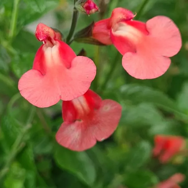 World Botanics Salvia Summer vaste planten 3x 9 cm gemengd