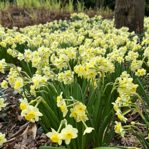 World Botanics Narcissus Minnow bloembollen 15 stuks geel