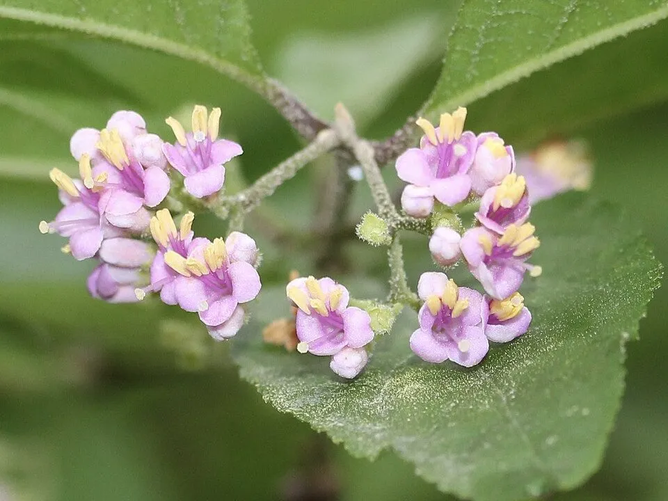 De Tuinen van MergenMetz Callicarpa mollis schoonvrucht P9