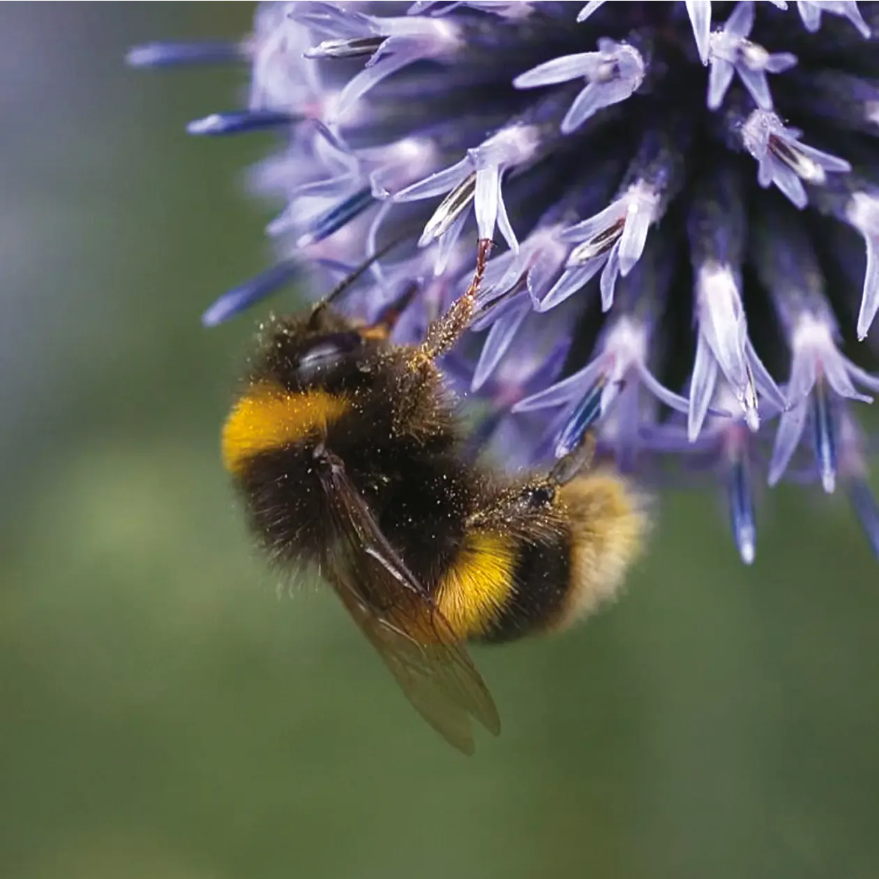 Johnsons Bumblebee Friendly bloemenzaden mengsel bijen