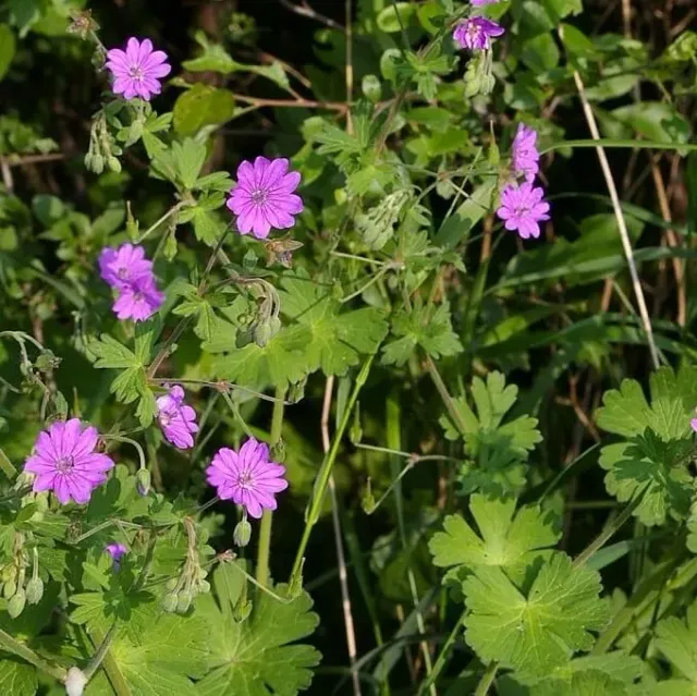 MediGran Geranium pyrenaicum Bermooievaarsbek zaden onbespoten