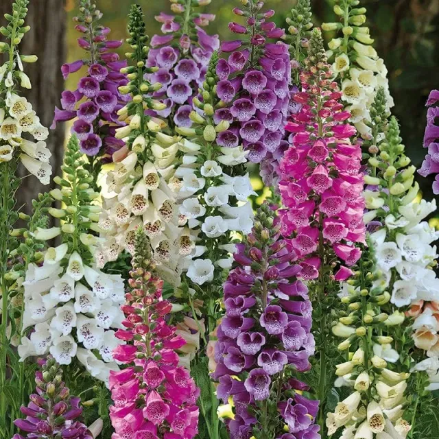 World Botanics Dalmatian Mixed vingerhoed 30 tuinplanten