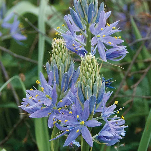 World Botanics Camassia cusickii bloembollen blauw 10 stuks