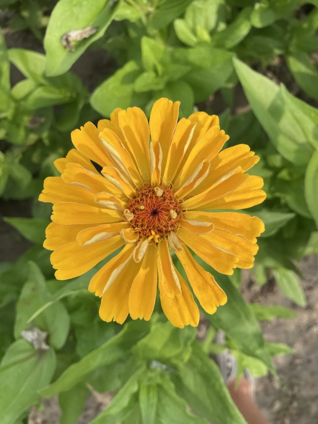 Vitale Rassen Zinnia Golden State bloemzaden onbespoten