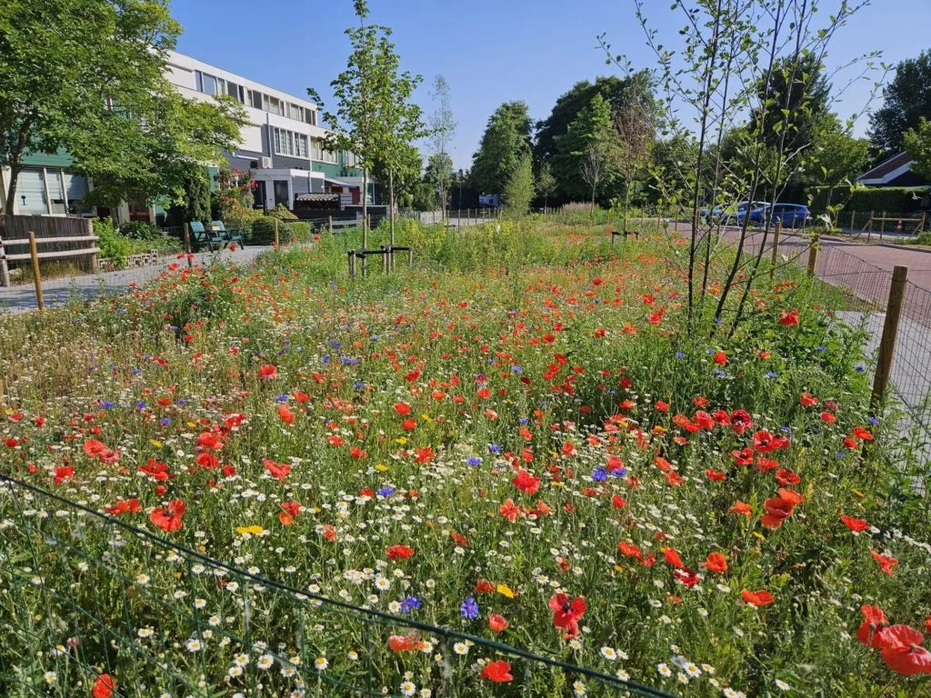 MediGran Wadiflora WA-10 wadizaden inheems