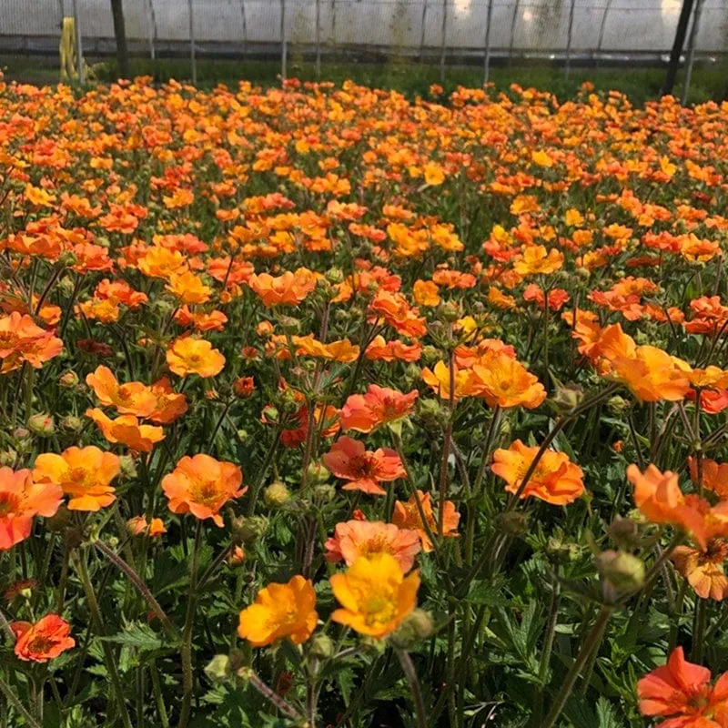 World Botanics Geum Totally Tangerine vaste planten 3 stuks oranje