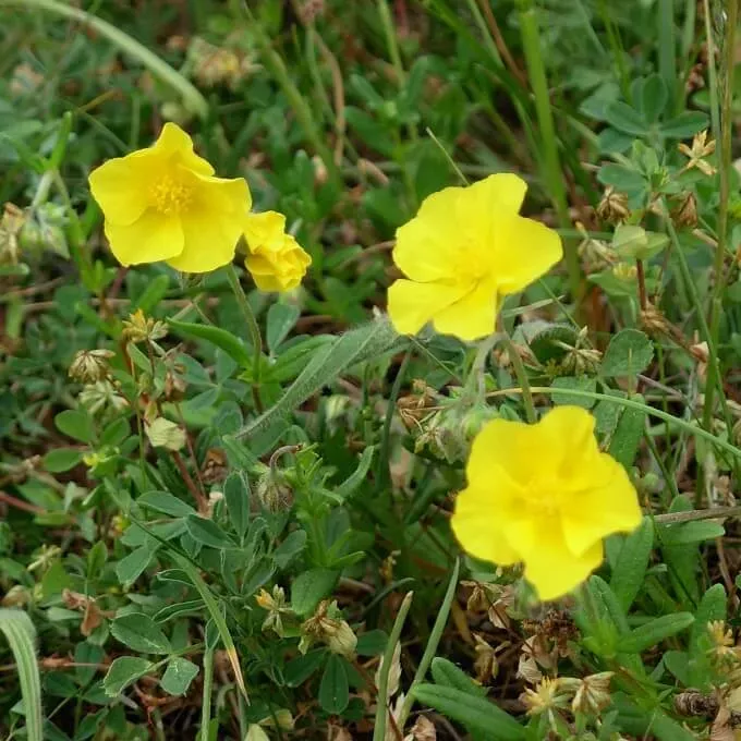 MediGran Helianthemum geel zonneroosje zaden