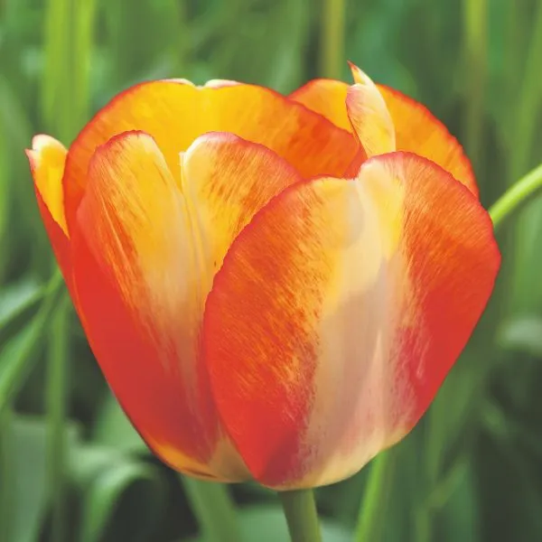 World Botanics Beauty of Spring tulpen bloembollen 15 stuks geel