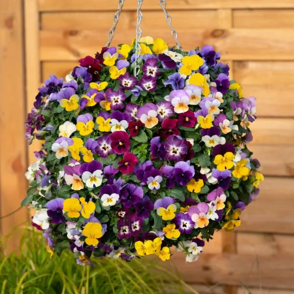 World Botanics Viola Teardrops Mix viooltjes 15 planten hangend