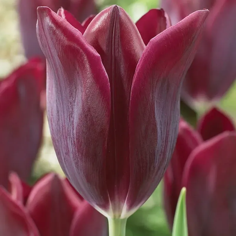 World Botanics Havran tulpen bloembollen 15 stuks paars