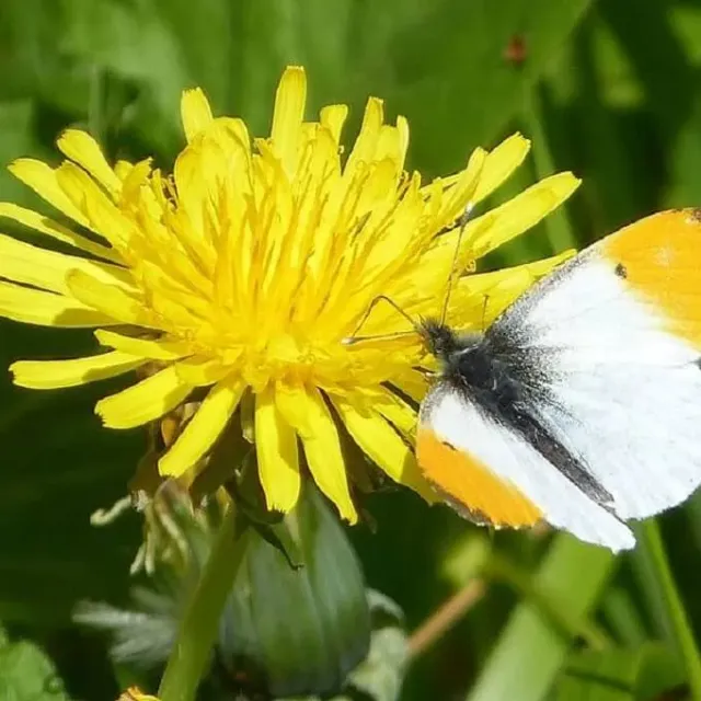 MediGran Taraxacum officinale paardenbloem zaden inheems