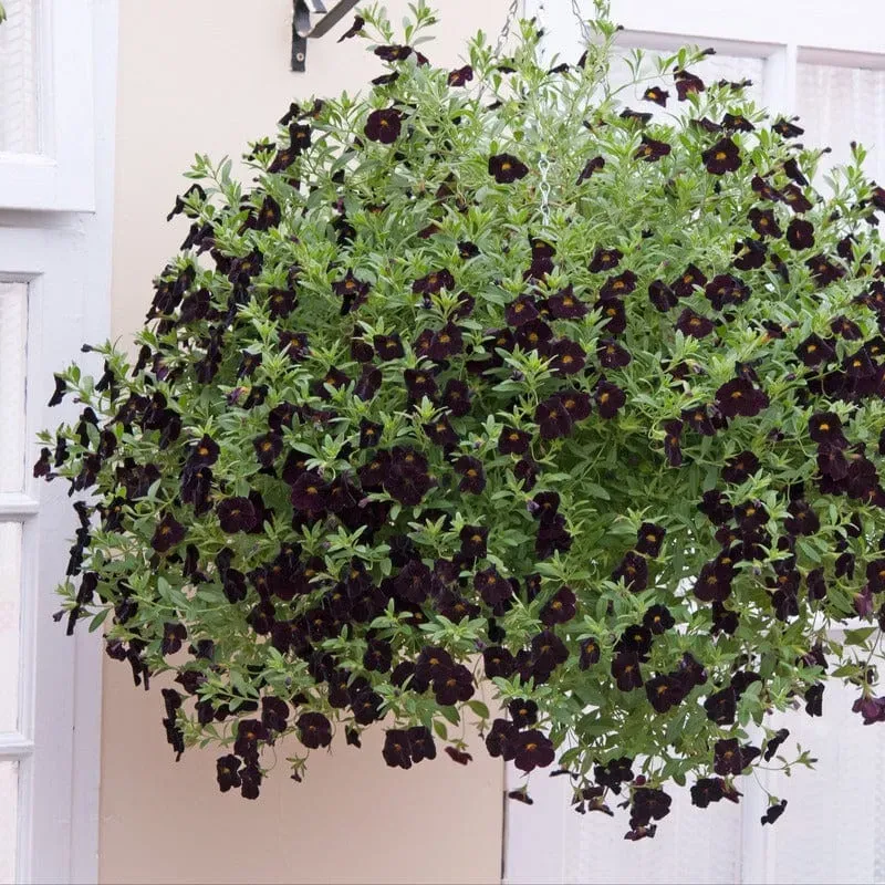 World Botanics Calibrachoa Single Black Cherry jonge planten 5 stuks