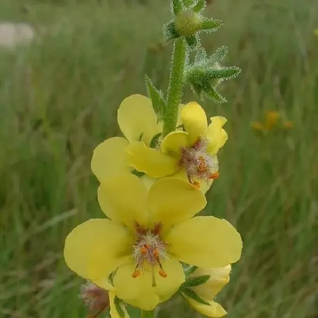 MediGran Verbascum blattaria zaden mottenkruid geel