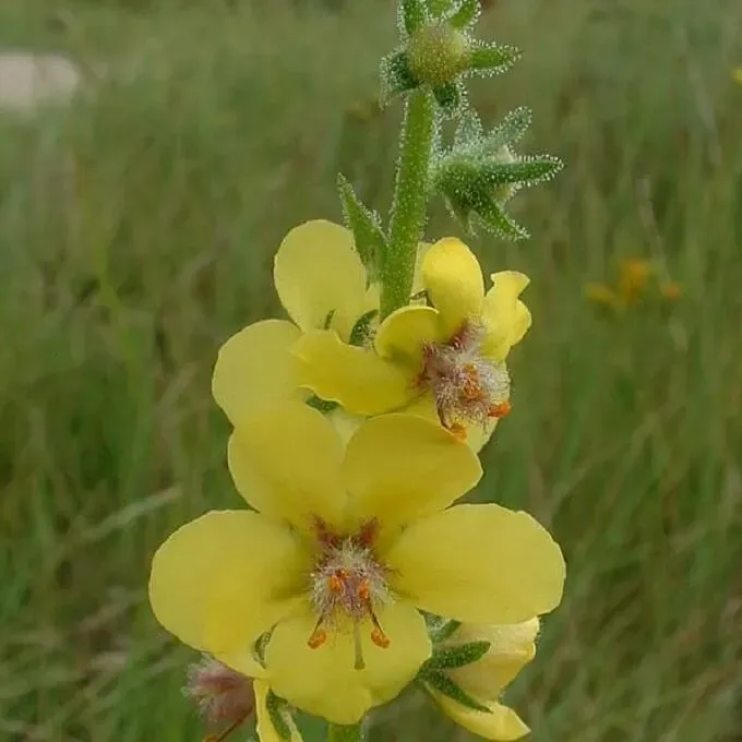 MediGran Verbascum blattaria zaden mottenkruid geel