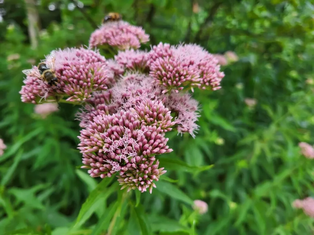 MediGran Eupatorium cannabinum koninginnenkruid zaden