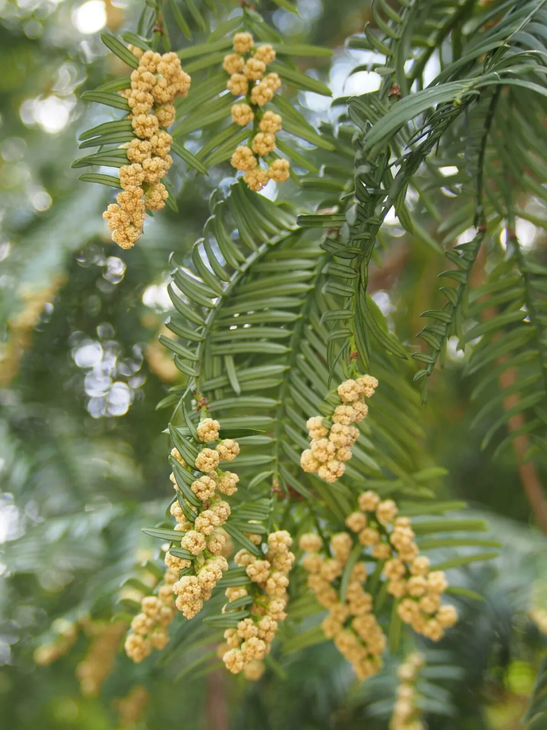 De Tuinen van MergenMetz Chinese knoptaxus plant C2 winterhard