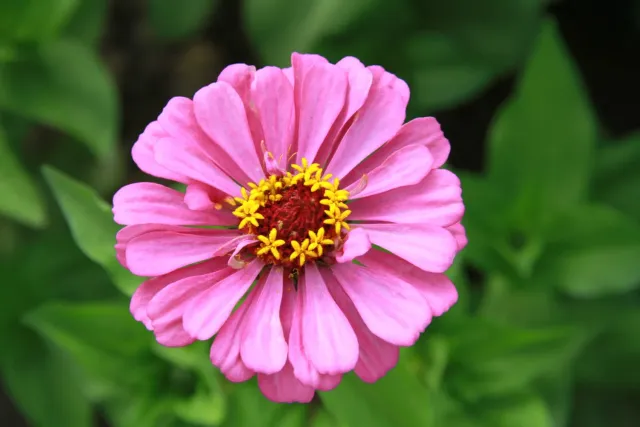 Vitale Rassen Zinnia mix bloemzaden gemengd