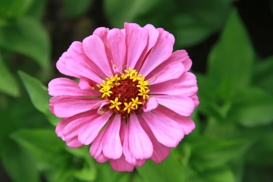 Vitale Rassen Zinnia mix bloemzaden gemengd