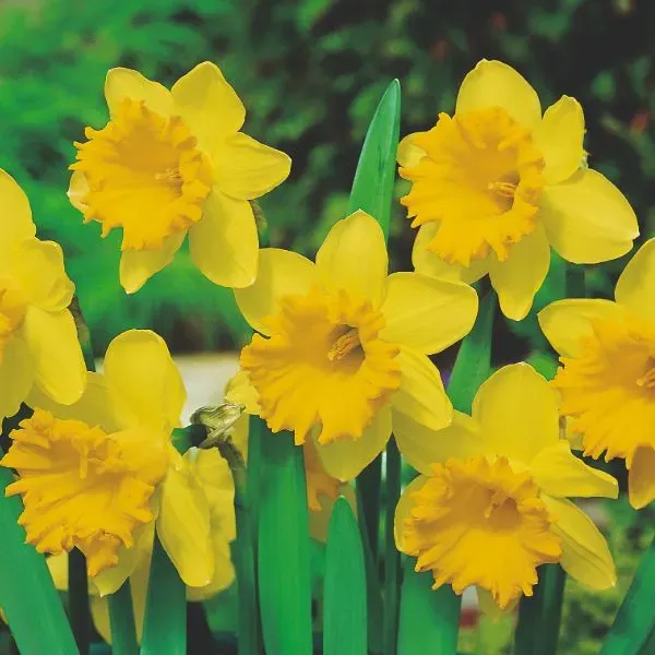 World Botanics Dutch Master narcissenbollen 15 stuks geel