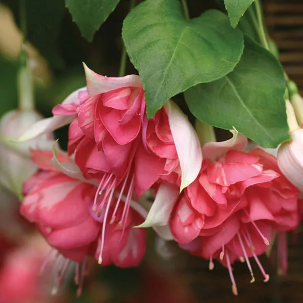 World Botanics Fuchsia Peachy hangplant dubbel 5 stuks