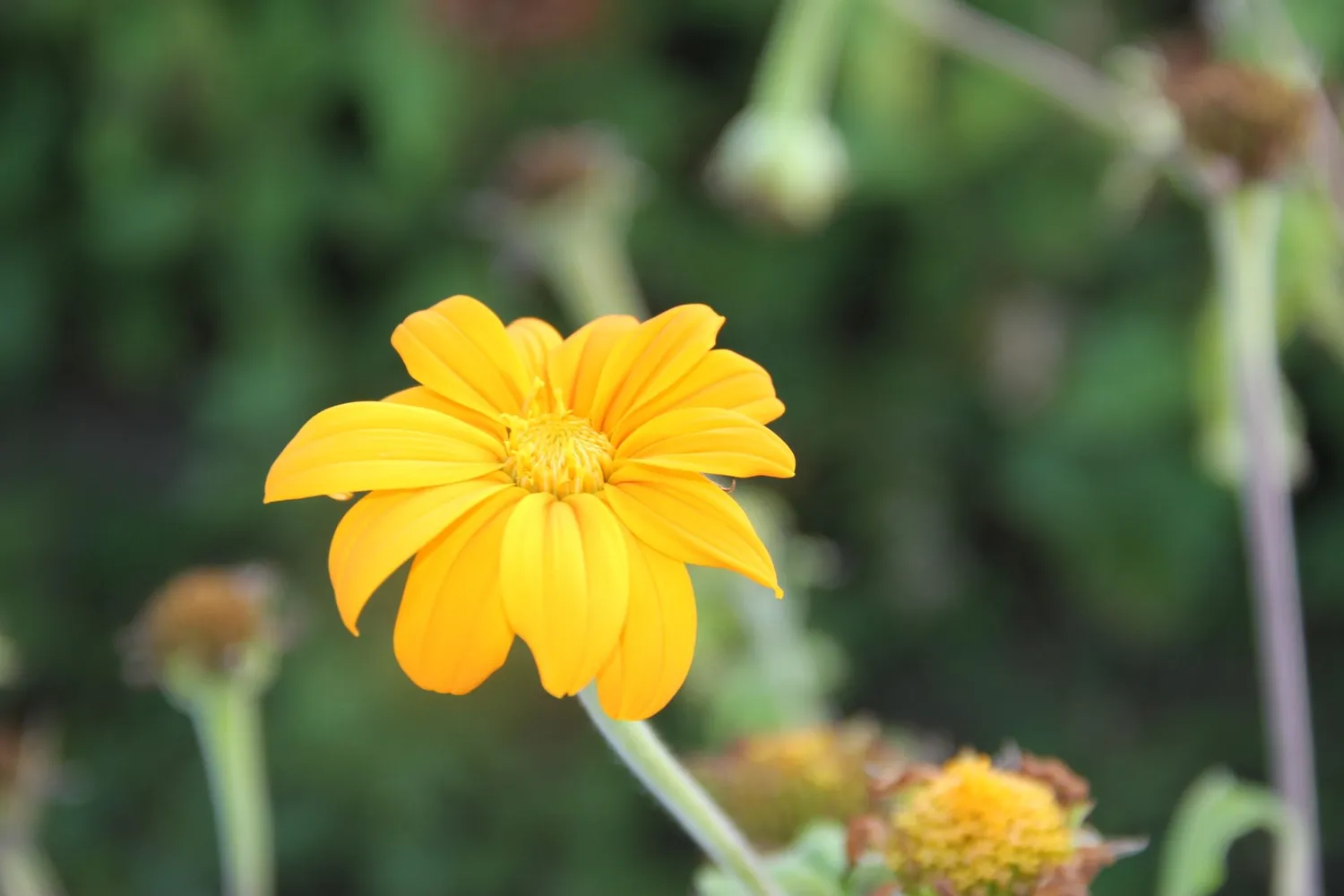 Vitale Rassen okergele Mexicaanse zonnebloem zaden eenjarig