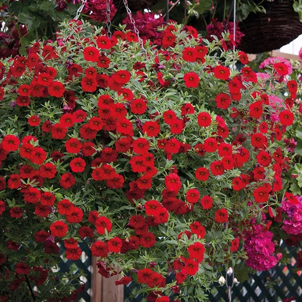 World Botanics Cabaret Bright Red calibrachoa 5 jonge planten