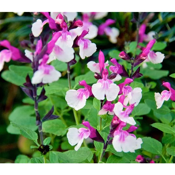 World Botanics Salvia Melba bloemplant 15 stuks pastel