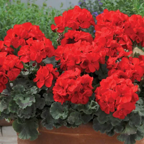 World Botanics Trend Red pelargonium jonge planten rood 5 stuks