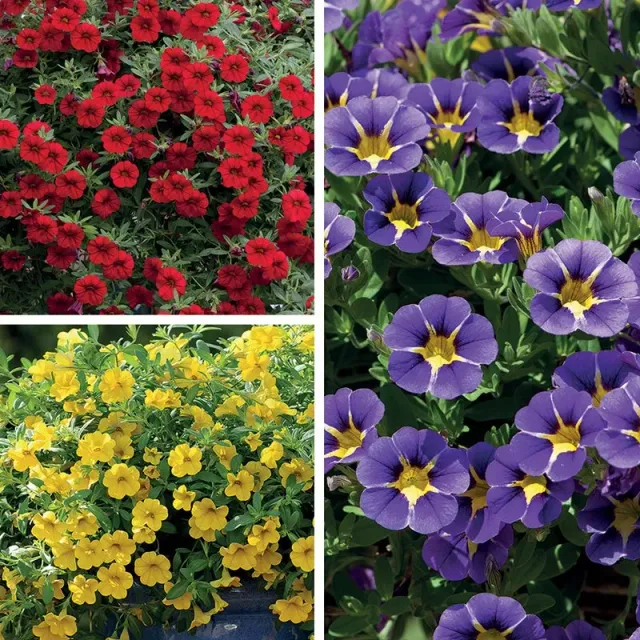 World Botanics Calibrachoa Cabaret bloemplanten 15 stuks mix