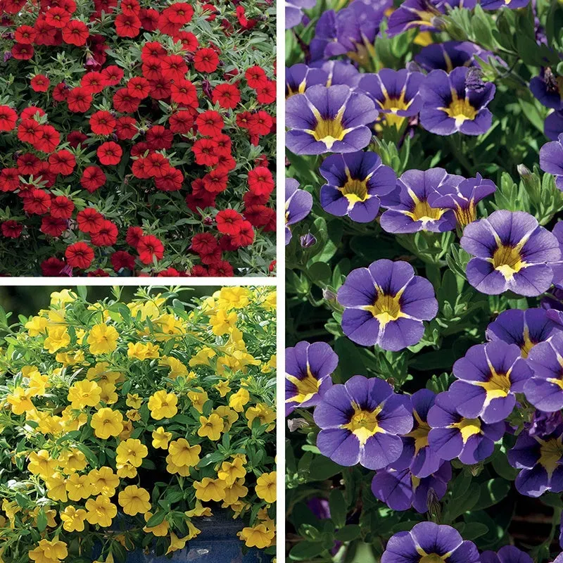 World Botanics Calibrachoa Cabaret bloemplanten 15 stuks mix