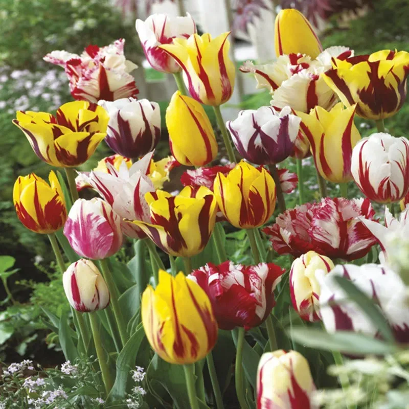 World Botanics Tulp Rembrandt Mix bloembollen 50 stuks