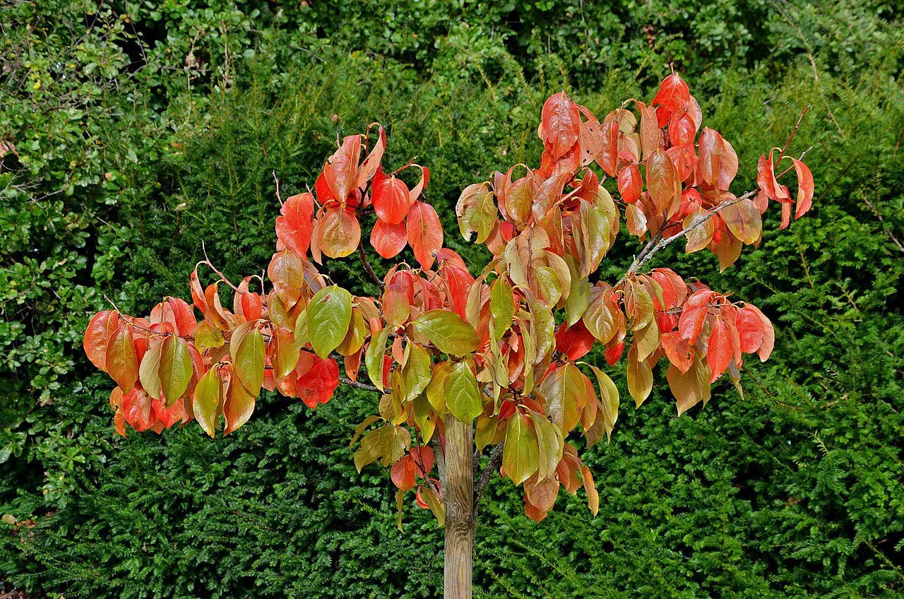 De Tuinen van MergenMetz Kaki persimoenboom 30 cm P11