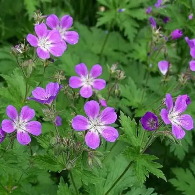 MediGran Geranium sylvaticum zaden bosooievaarsbek