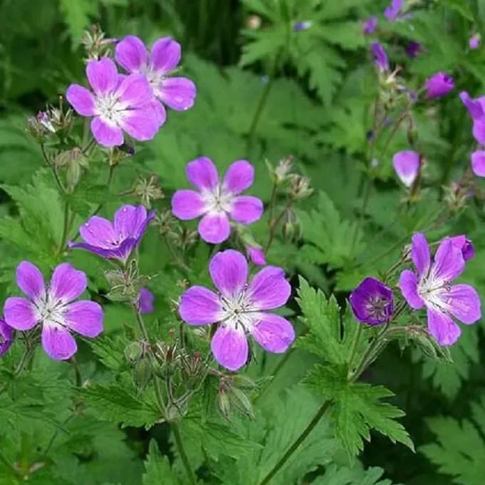 MediGran Geranium sylvaticum zaden bosooievaarsbek