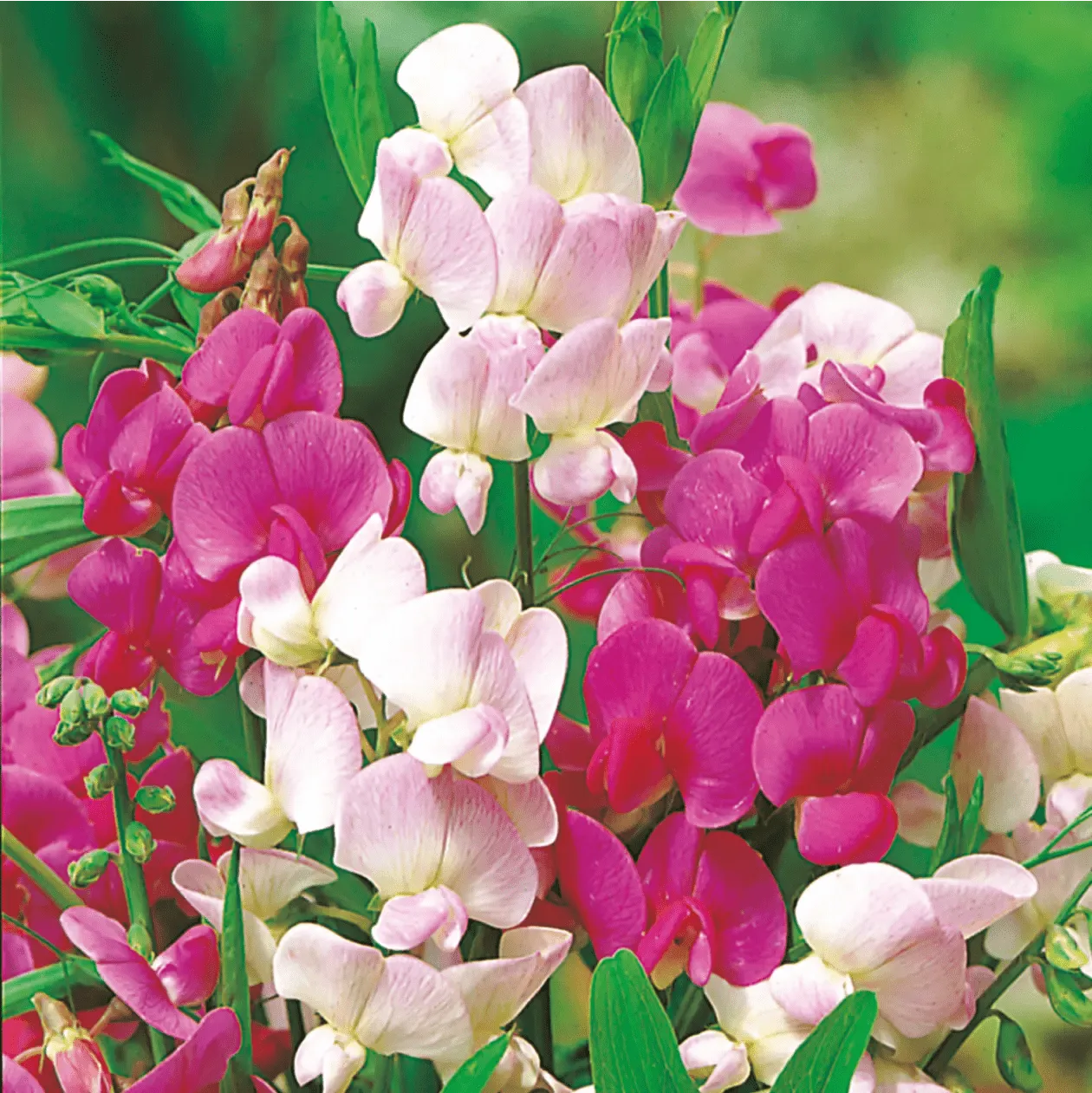 World Botanics Sweet Pea Everlasting Mixed lathyrus zaden geurend