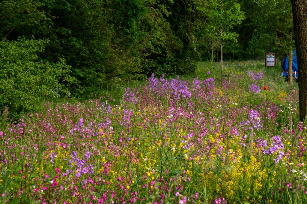 MediGran Landschapsflora LKV-10 zadenmengsel inheems