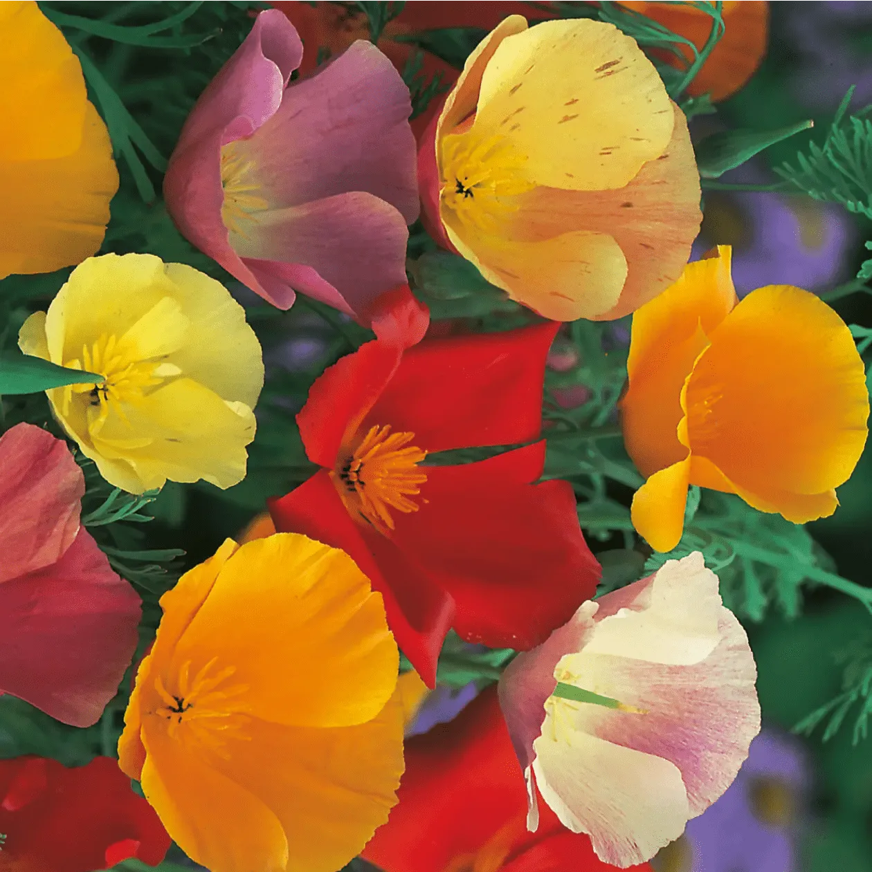World Botanics California Poppy Single Mixed zaden gemengd eenjarig