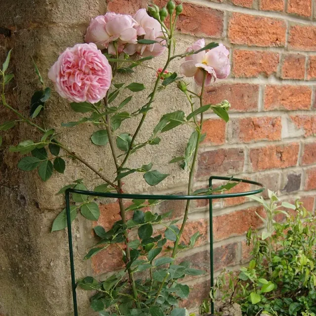 World Botanics border plantensteun 51cm 5 stuks groen