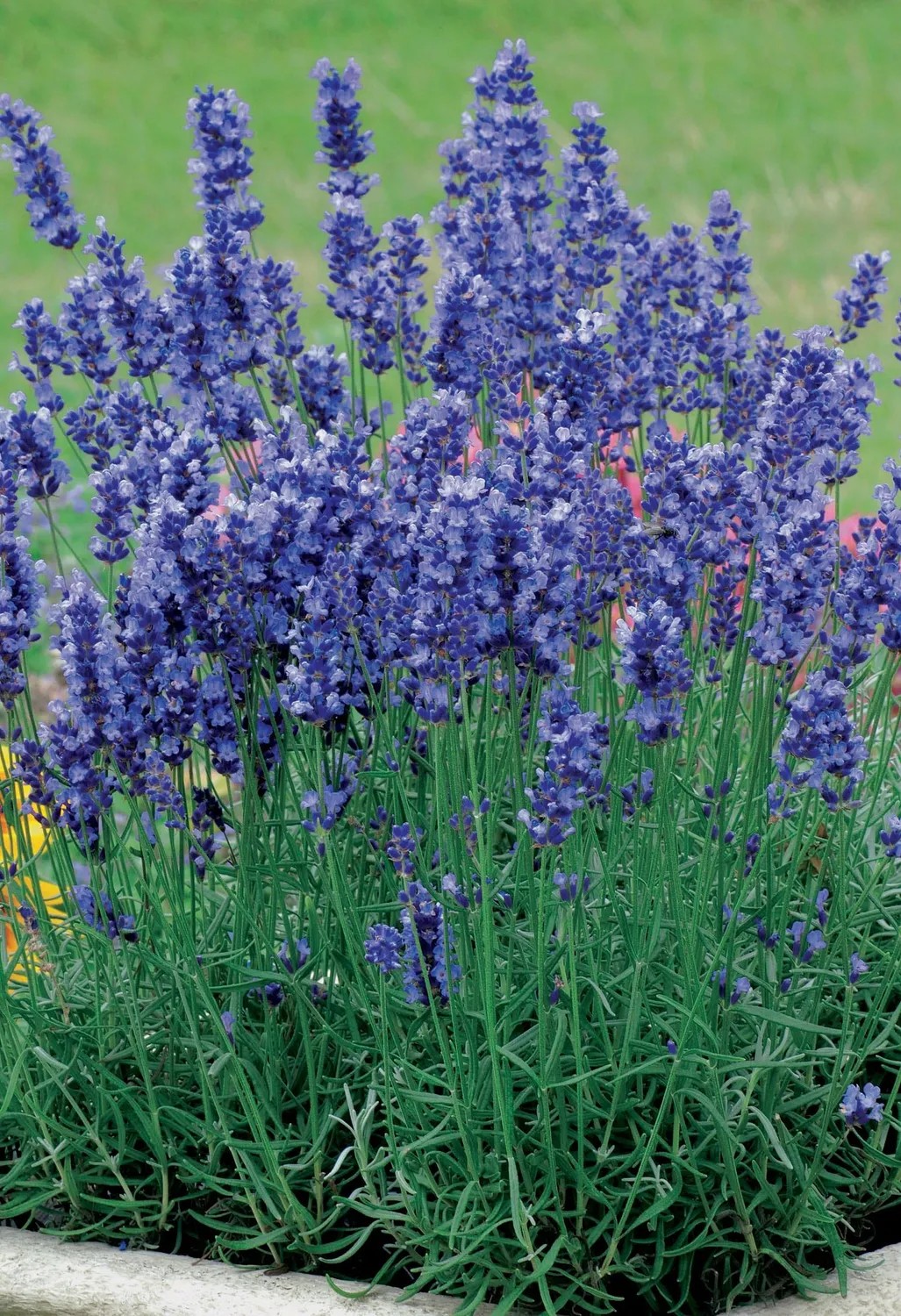 World Botanics Hidcote Blue lavendel zaden compact paars